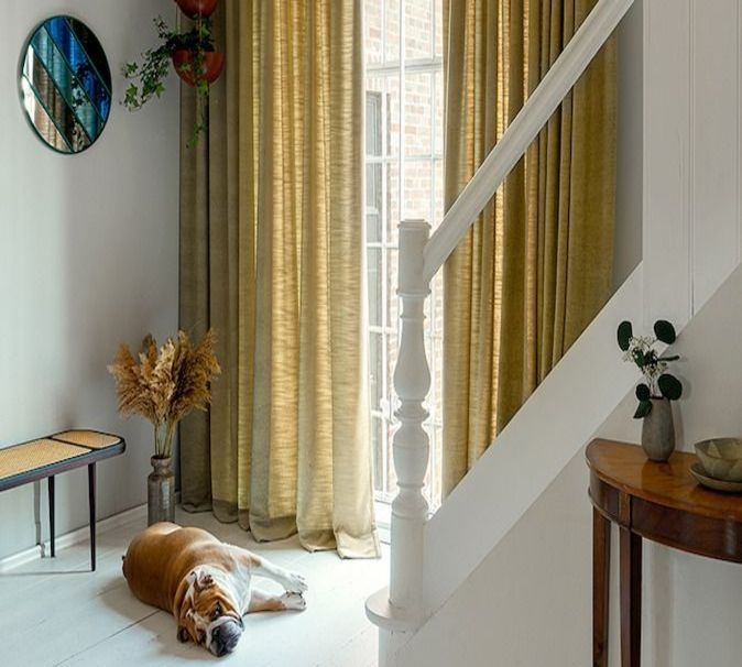 Ein Bulldogge liegt vor einem Fenster mit goldenen Vorhängen.